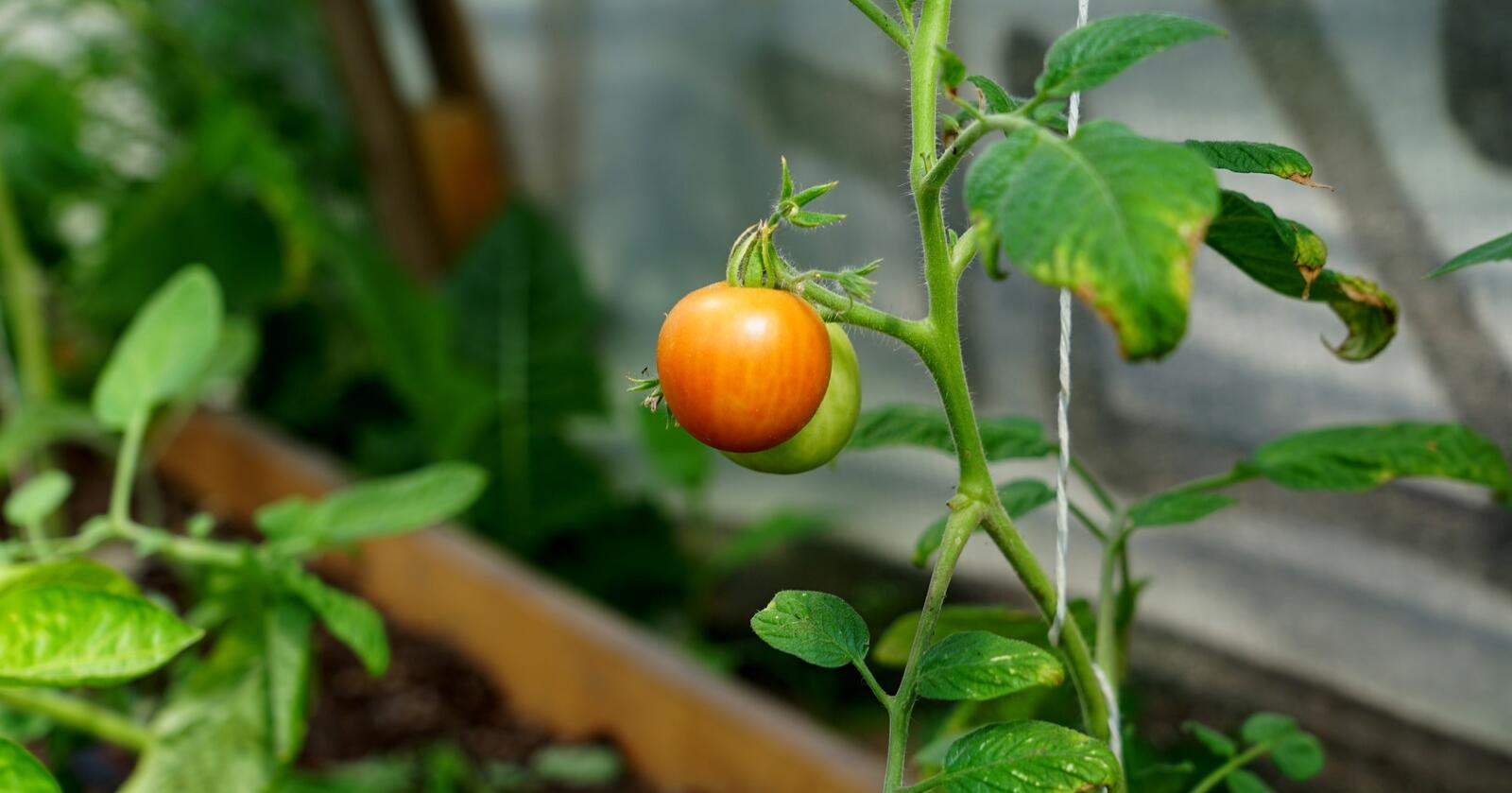 Mange produsenter av grønnsaker, spesielt i veksthus, har kjent på det økte kostnadsbildet. Blant annet produsenter av agurk og tomat. Foto: Lars Bilit Hagen