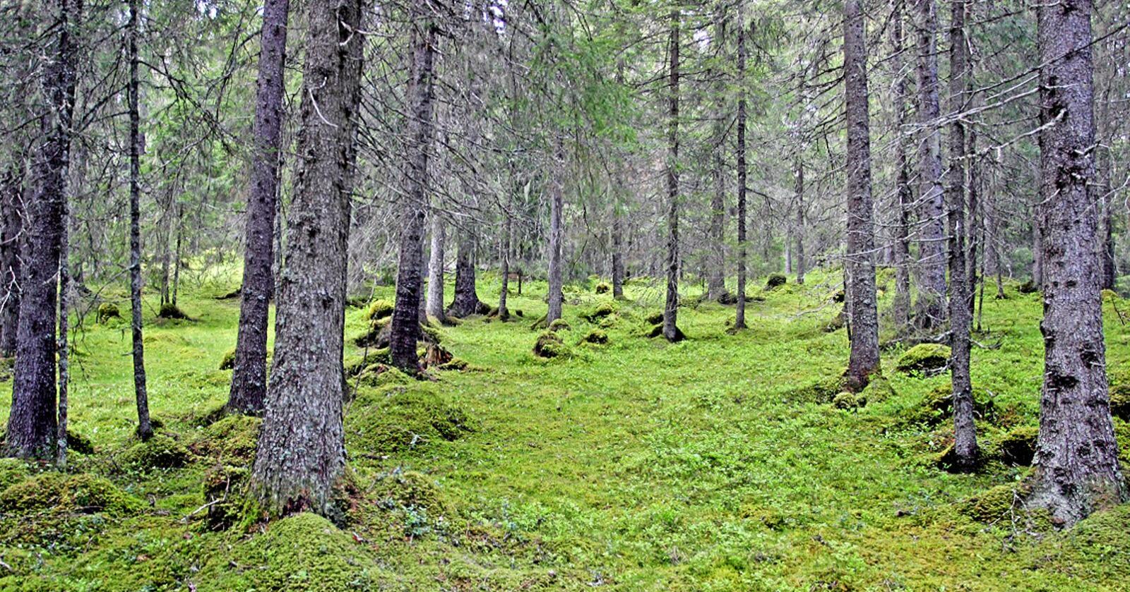 Kartlegging: Alt fra kalkskog, blåbærskog, enger, nakent berg, til veier og jorder skulle kartfestes i hver enkelt rute. Foto: John Y. Larsson / Nibio