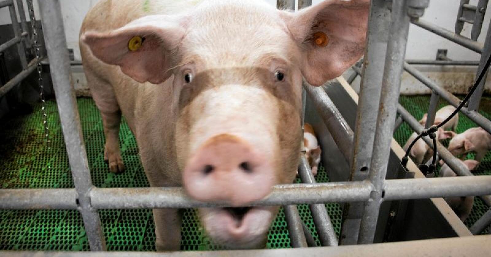 Krevende tider: Pengene fosser nå ut av dansk svineindustri. Foto: Siri Juell Rasmussen