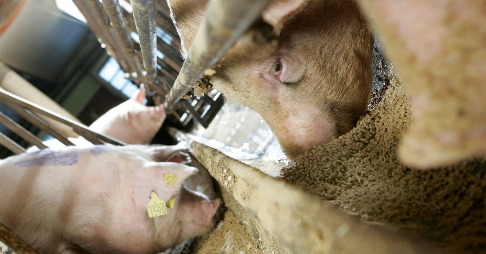 KRAFTFÔR: Fôret en norsk gris eter, består i snitt av 71 prosent norske råvarer, har Animalia funnet ut. Arkivfoto: Marcus Pasveer