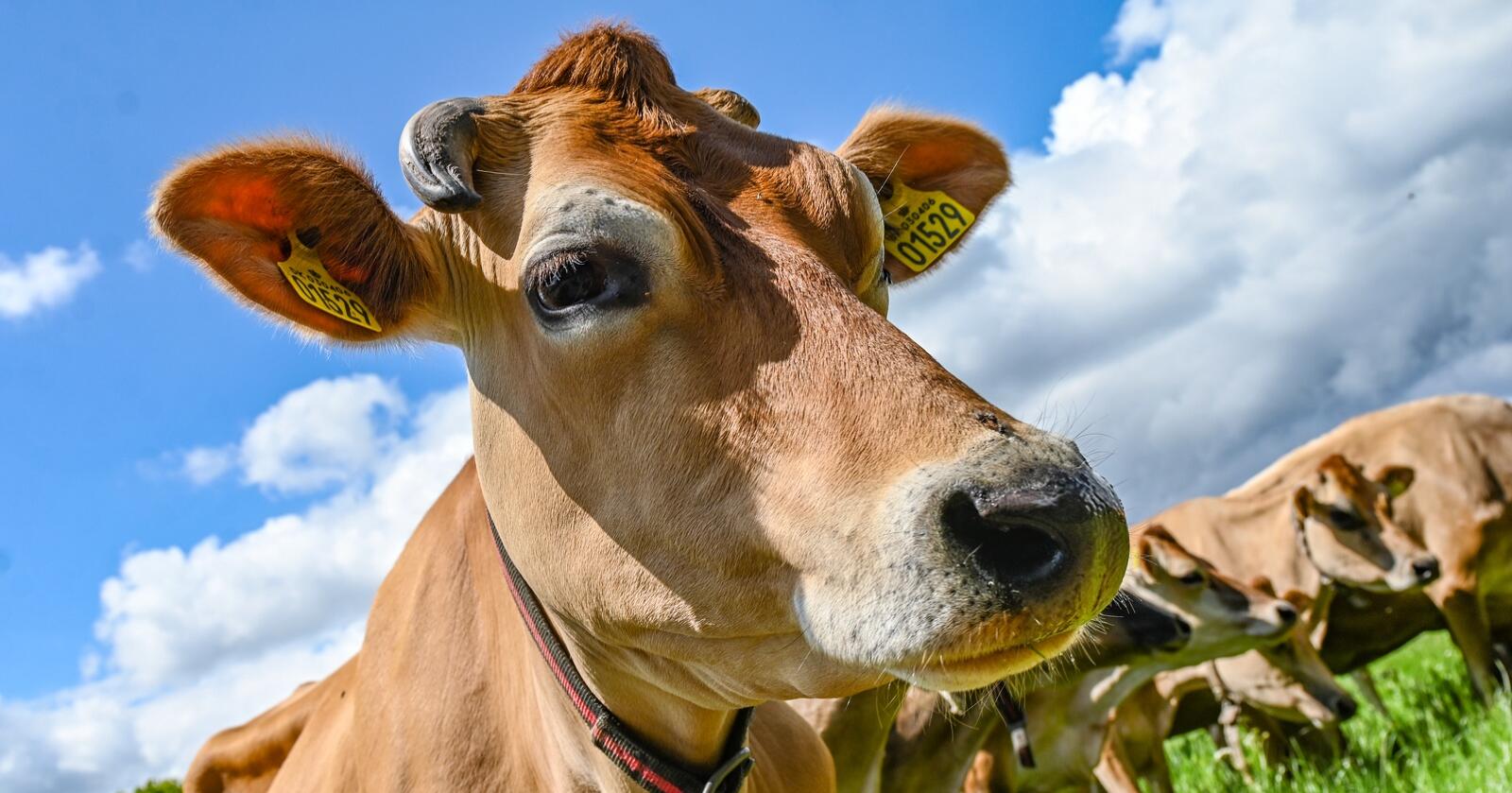 Innføring av en CO2-avgift i landbruket vil gå hardest ut over danske melk- og storfekjøttprodusenter. Foto: Marie Hatlevoll