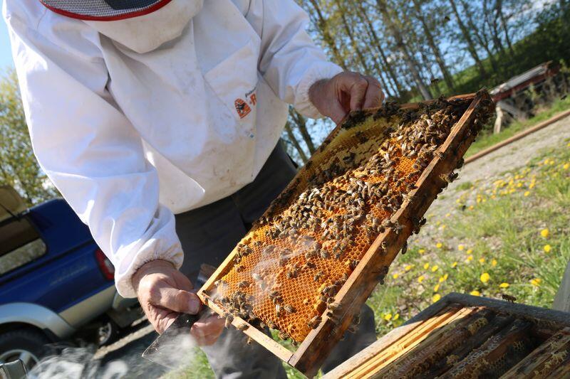 Ni familier: Cirka 11 000 arter av bier er kjent i verden. I Norge er det registrert rundt 180 arter. Biene deles i ni familier. Foto: Øystein Heggdal
