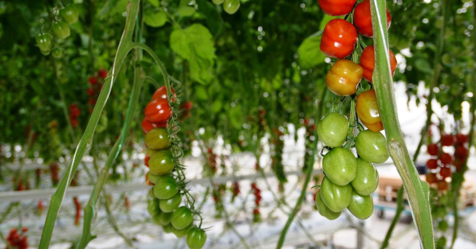 BLIR SJUKE: I fjor ble den fryktede planteskadegjøreren tomatbrunflekkvirus påvist i tomatplanter hos en småskalaprodusent i Vestfold. Illustrasjonsfoto: Bondebladet 