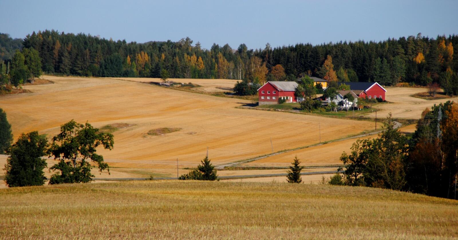 Bønder får kriseutbetaling i september, men trenger ikke å søke om det. Foto: Lars Bilit Hagen