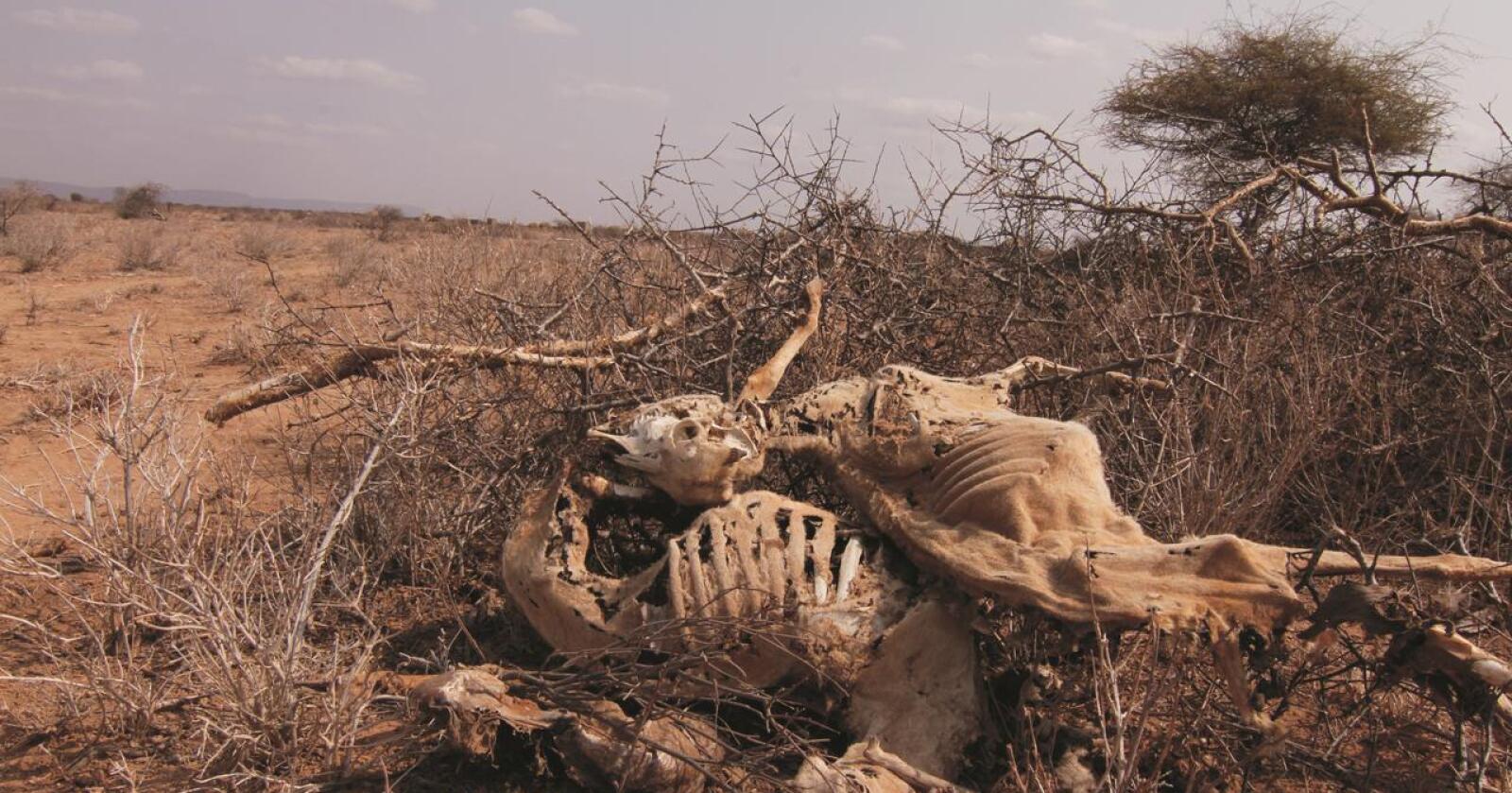 Tørke i Kenya: FNs nødhjelpskontor (OCHA) anslår at 3,5 millioner mennesker i områdene rundt Turkanasjøen ikke har nok mat. Bildet er fra en tidligere tørke- og sultkatastrofe i Kenya. (Foto: Laurie MacGregor)