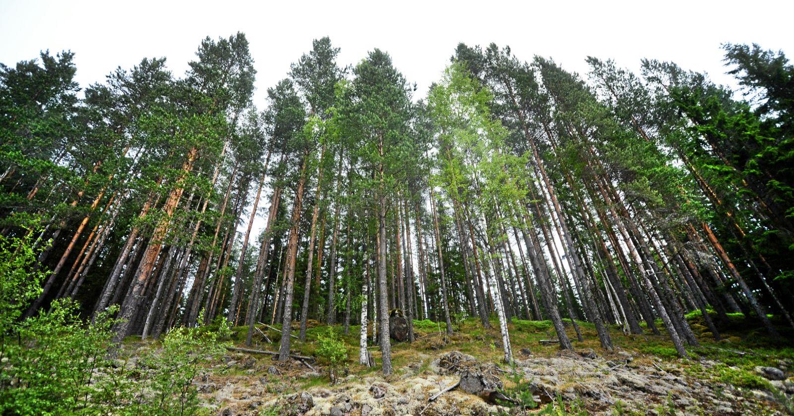 Delte meninger om skogsatsingen i årets statsbudsjett-forslag fra regjeringen. Foto: Siri Juell Rasmussen