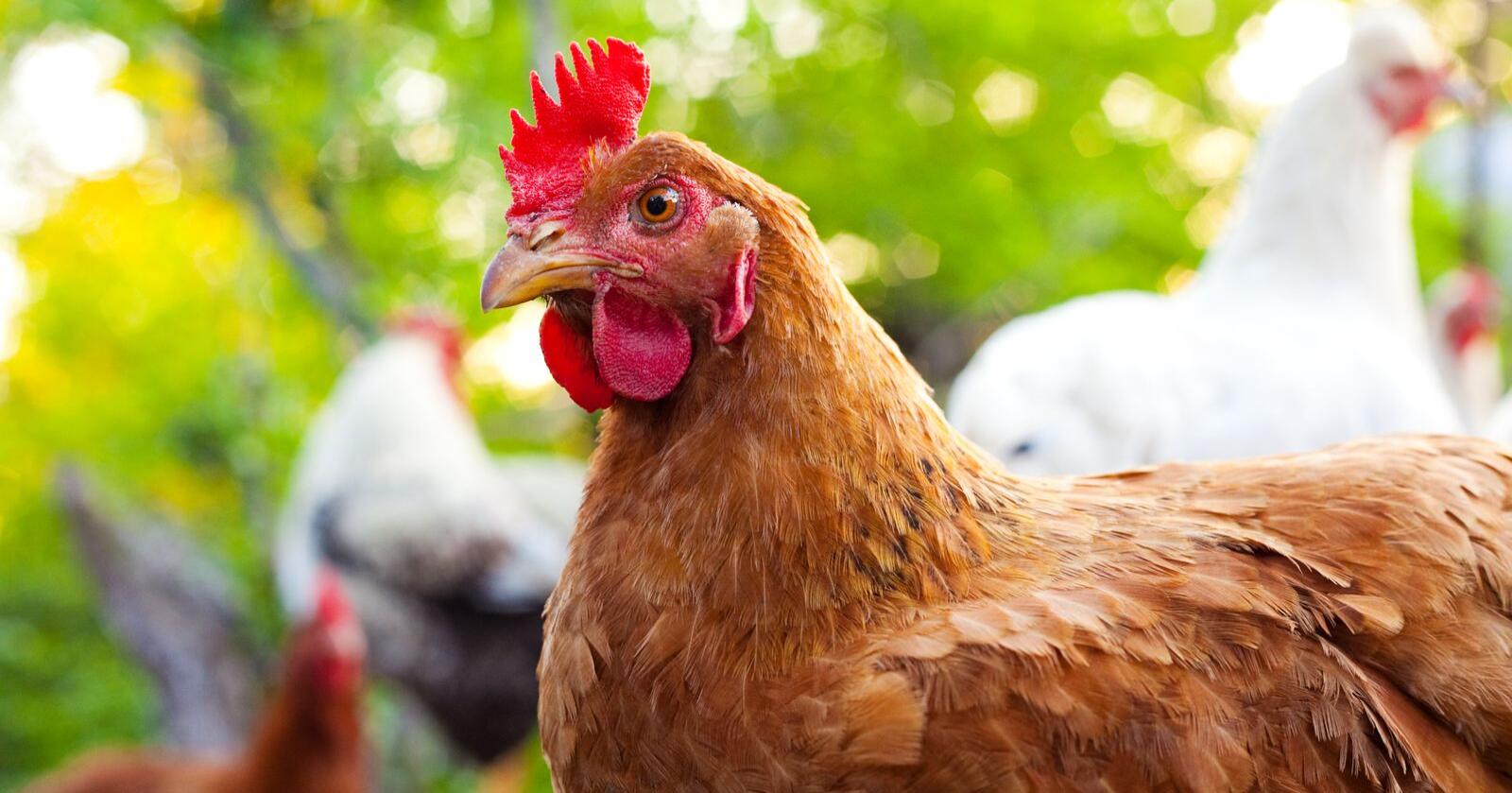 Utbruddet på gården har ført til at 38.000 høner må avlives. Illustrasjonsfoto: Mostphotos