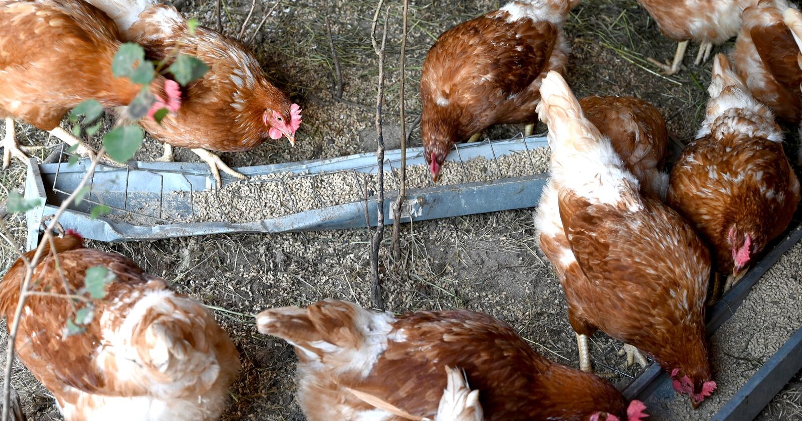 Mattilsynet mistenker at det for andre gang på kort tid blir påvist fugleinfluensa i en besetning med høns. Foto: Mariann Tvete