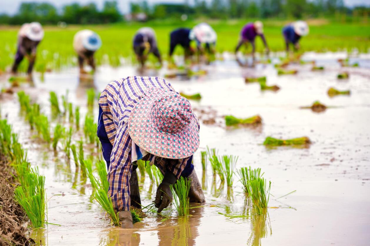 Mat-usikkerhet: Feilernæringsproblematikk er i dag svært utbredt i Europa og Sentral-Asia, viser en ny rapport om mat-usikkerhet fra FAO – FNs organisasjon for mat og landbruk. Bildet viser asiatiske arbeidere på en rismark. (Foto. Colourbox)