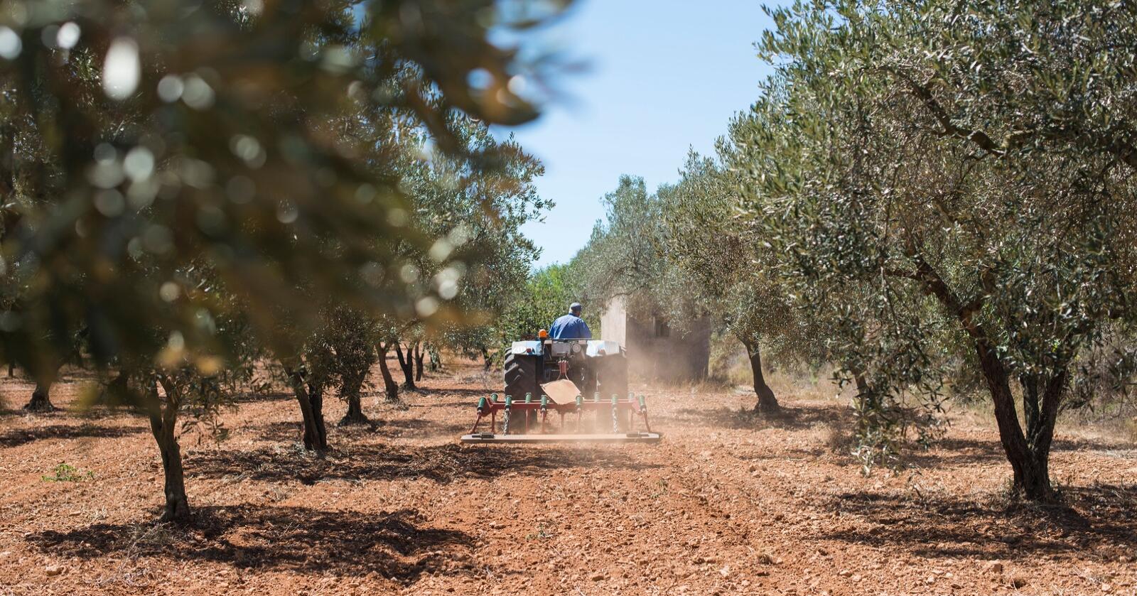 Tørke: Det går mot sterkt reduserte olivenavlinger i Spania, selv på områder med tilgang til kunstig vanning . Foto: Deyan Georgiev/Mostphotos