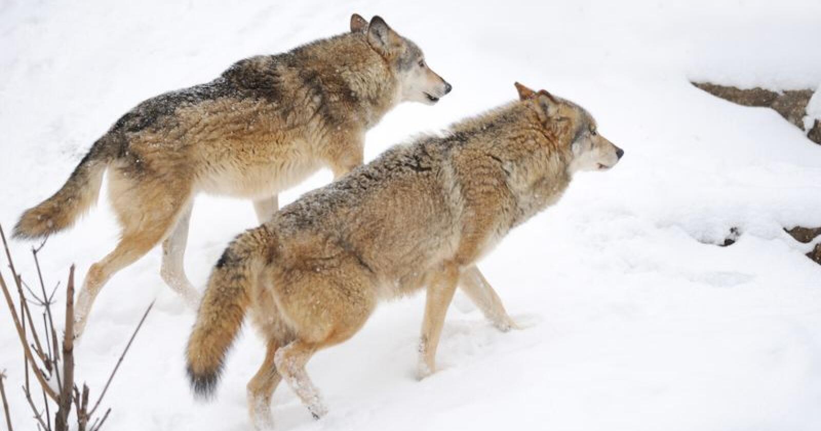 Statens naturoppsyn bekrefter at det er ulv i revirene til Osdals- og Julussaflokkene. Illustrasjonsbilde. (Foto: Colourbox/Volodymyr Burdiak)
