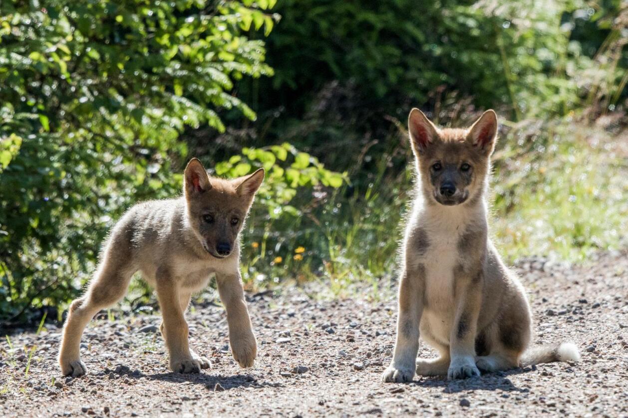 To av tre ulvevalper som ble observert i Elverum kommune i sommer. Foto: Terje Håheim / NTB scanpix