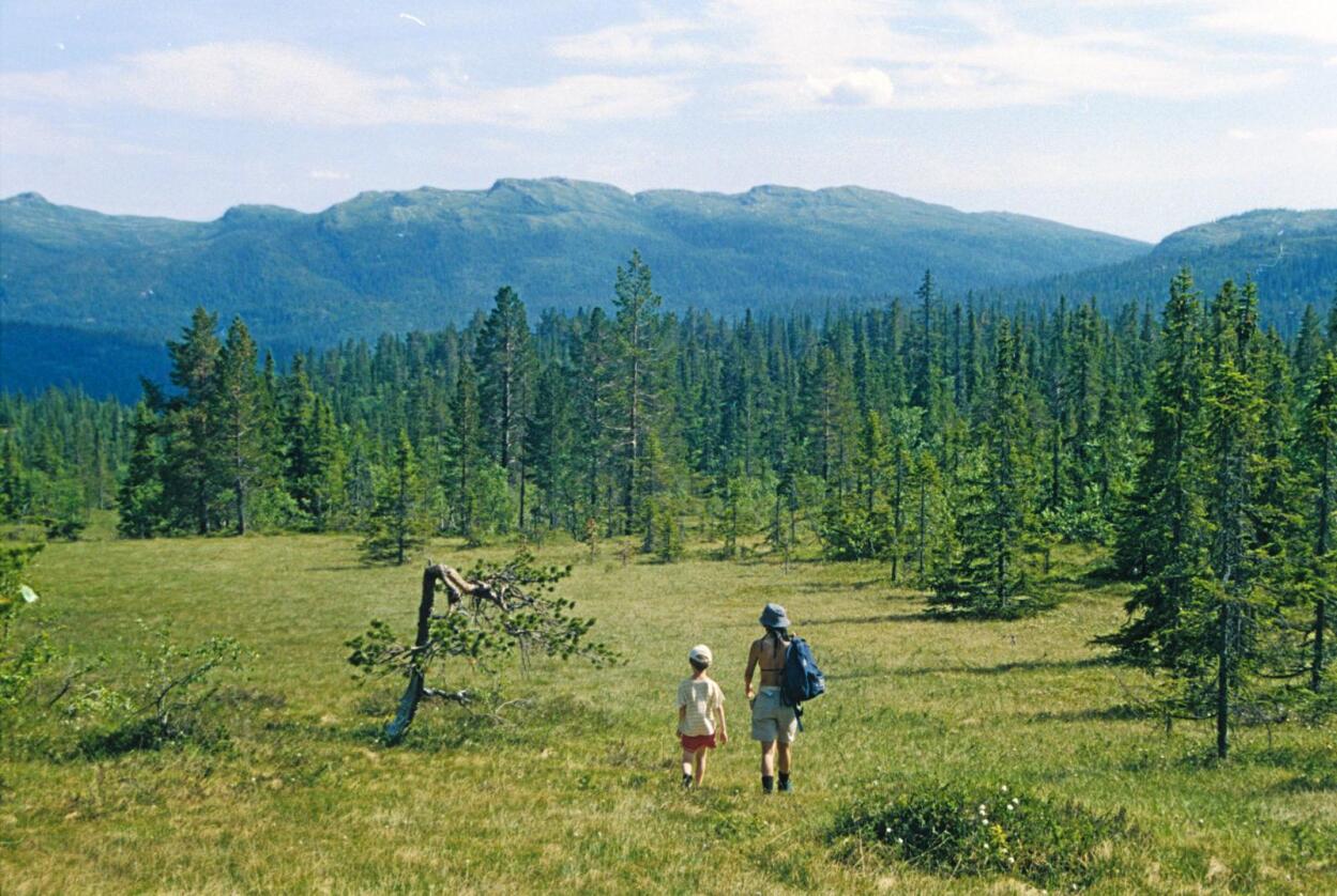 Over myra: Blåbæra trives best i skog med både små og store trær som ikke står alt for tett. Det viser ny forskning på skog i Norge. Foto: John Y. Larsson