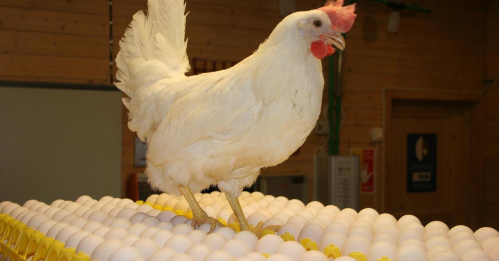 Overproduksjon: Det har i lang tid vore overproduksjon av egg. Neste år er overskotet venta å bli på 2600 tonn viser ein prognose frå Nortura. Foto: Bjarne Bekkeheien Aase