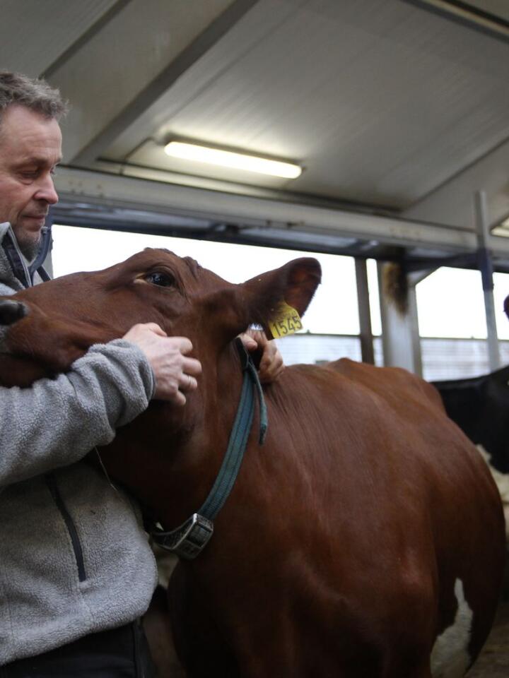 SMART ORDNING: Tysvær-bonde Svein Helge Høyvik spanderer «fastlege» på kyrne sine en gang i måneden. Det hjelper ham med å ha kontroll på brunst og helse i besetninga.