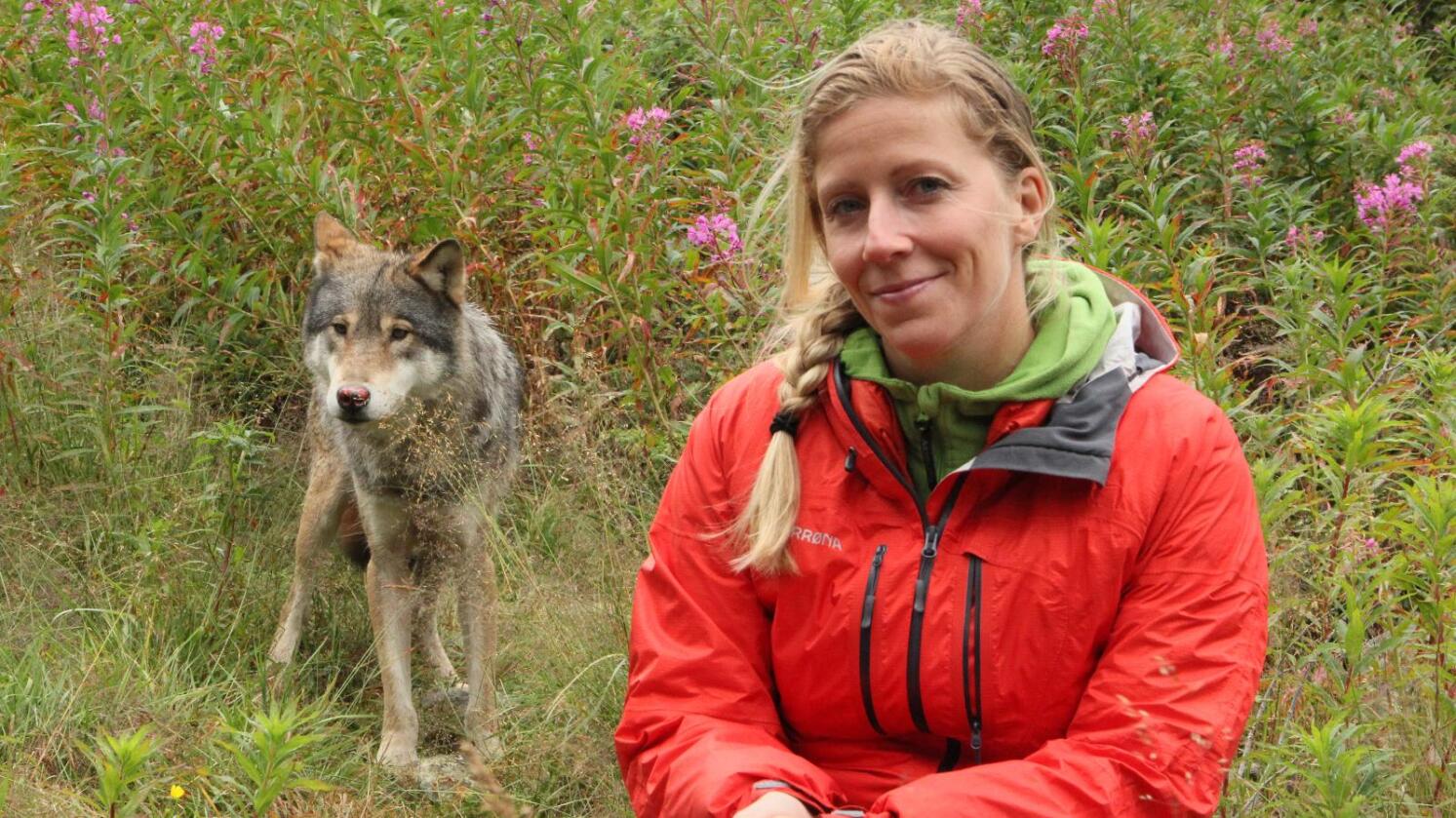 Belastning: Mange som lever i ulvesonen sitter med en følese av å ta støyten for storsamfunnet, skriver Nina Jensen. Foto: WWF