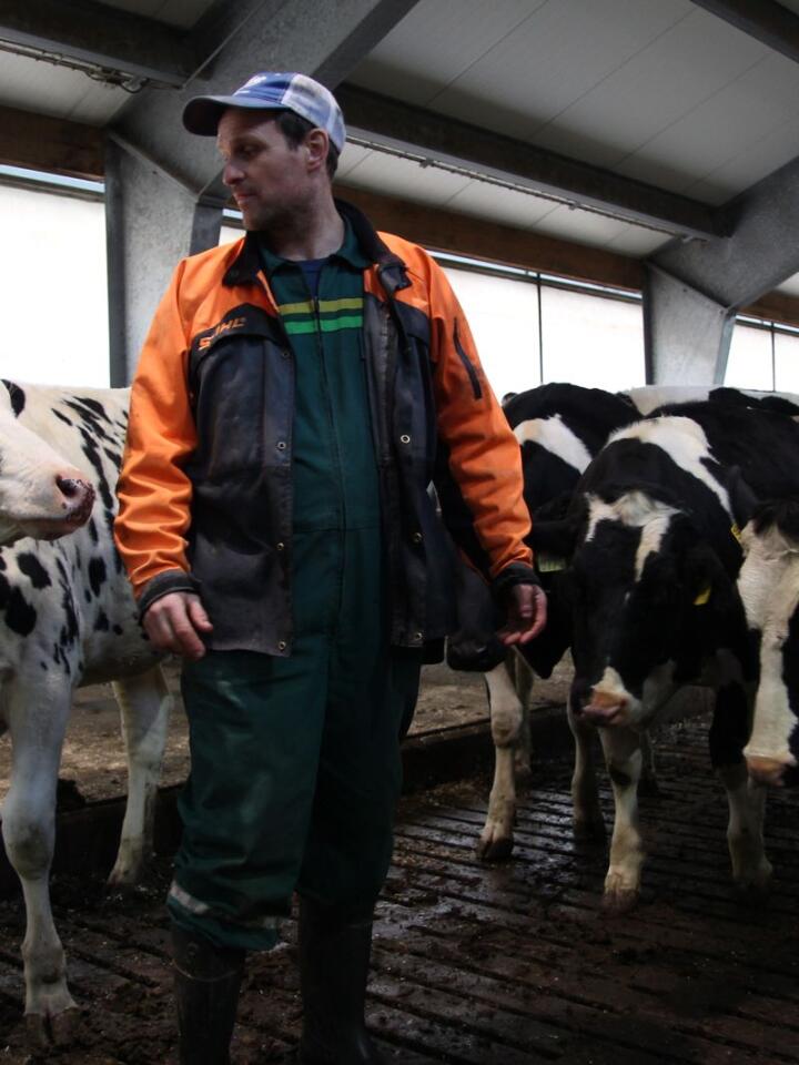 NYE MÅL: Holsteinbesetninga til Willgohs leverte 12 800 kilo EKM per årsku i 2019. Nå vil han inseminere kvigene tidligere, for å forbedre ytelsen og økonomien ytterligere.