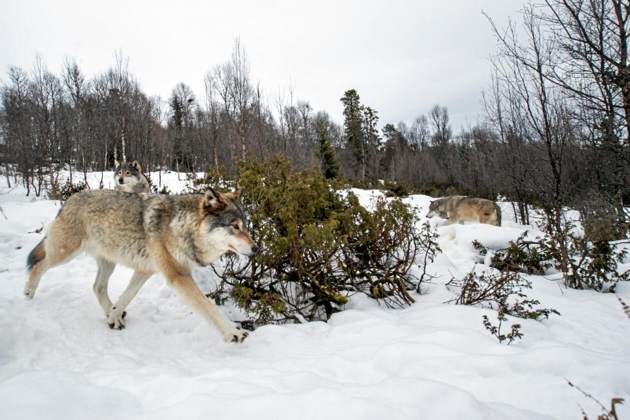 Opphav: Denne ulven er fra Langedrag, men hvor kommer den norske ulven egentlig fra?  Foto: Heiko Junge / NTB scanpix