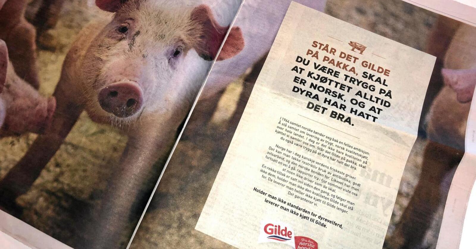 Markedsføring: Gilde-annonse dagen etter NRK-dokumentar om svinenæringa i 2019. (Foto: Lars Bilit Hagen, Nationen)