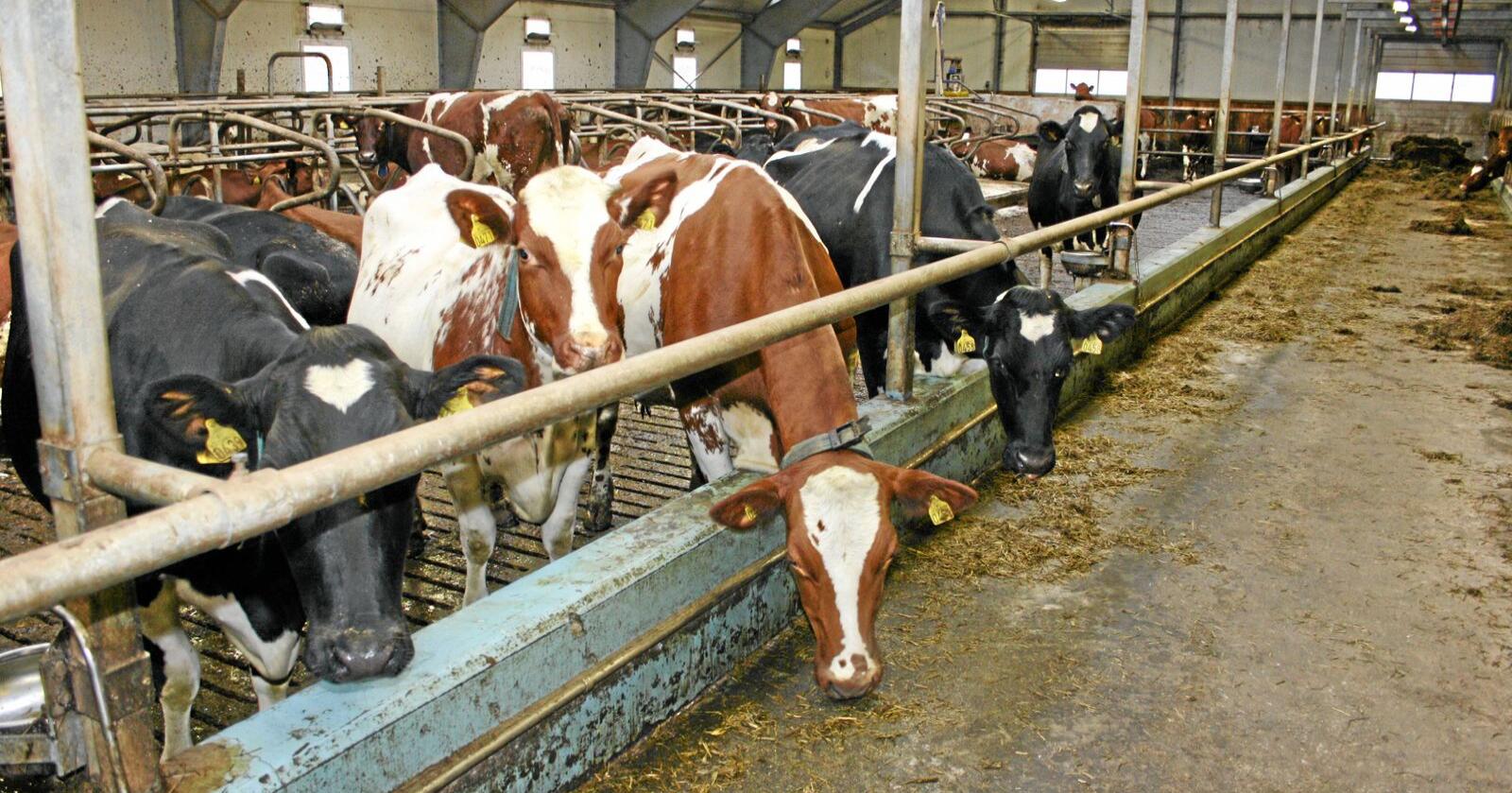Mjølkeproduksjon: Leveransane av kumjølk ligg i år an til å nå sitt lågaste nivå nokosinne sidan mjølkekvotane blei innført tidleg på 80-talet. Det viser prognosar frå Tine. Foto: Bjarne Bekkeheien Aase