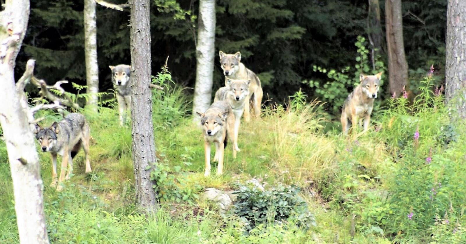 Den svenske regjeringa vedtok nylig å starte en prosess for å redusere ulvestammen i landet til ned mot 175 individ. Riksdagen ønsker også et tettere samarbeid med Norge om forvaltningen av den skandinaviske ulvestammen. Foto: Mostphotos