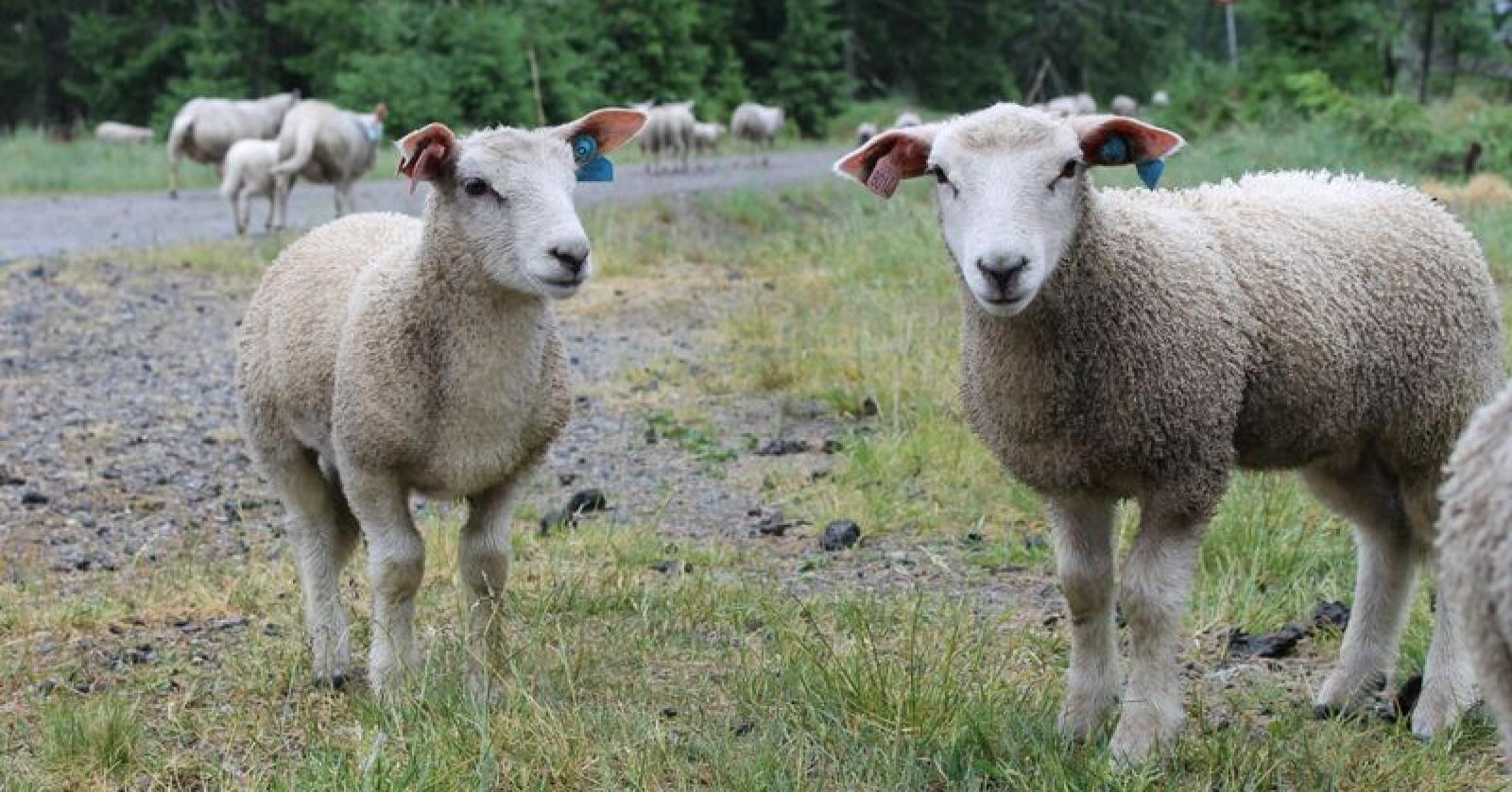 STØRRE: Tilveksten på lam fra veiing på våren til veiing på høsten blir bedre år for år. 