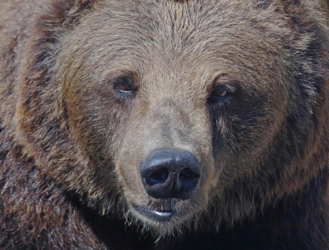 De store rovdyrene er på vei tilbake til et tett befolket Europa. Her ser vi en brunbjørn i Polen. Foto: Per Løchen / NTB scanpix