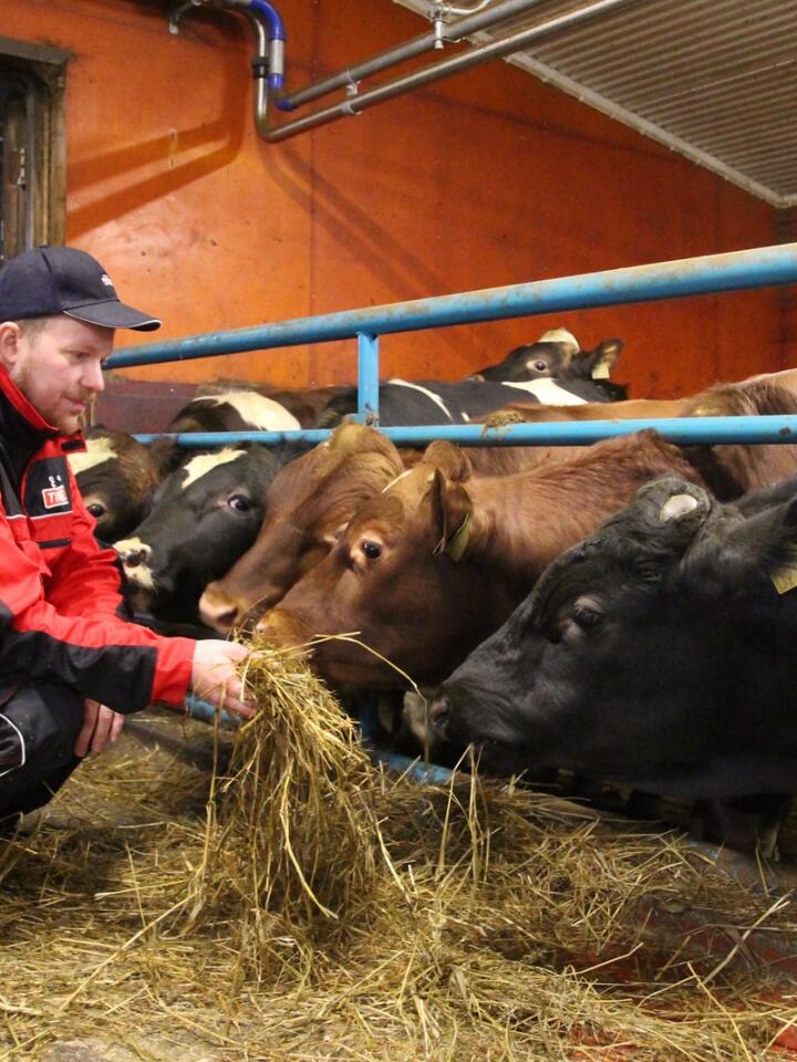OPTIMALISERER: Melkeprodusent Ole Ivar Kjernlie fra Gausdal deltar både i Grovfôrprogrammet til Tine og på Grovfôrskolen til NLR, for å øke grovfôrkvaliteten og redusere kostnadene i produksjonen. 