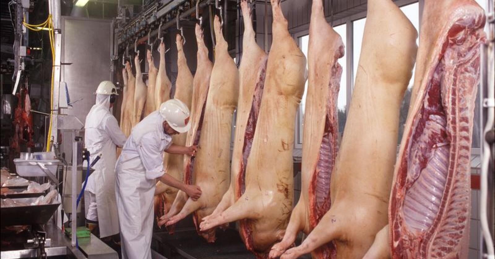 Nortura mener vi vil produsere mindre gris enn vi spiser i 2020. (Foto: Nortura/Gunnar Klingwall)