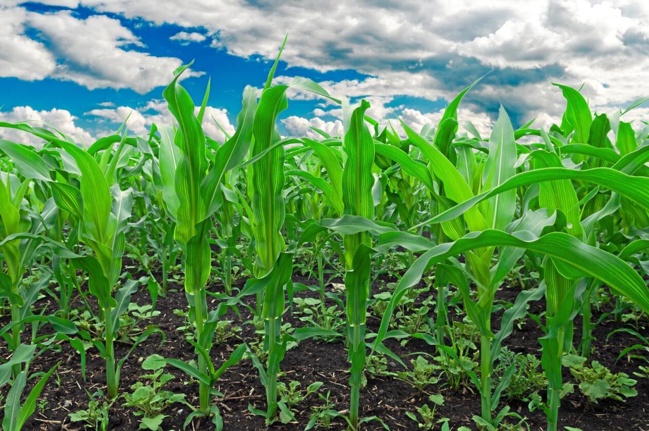 GMO: USA er verdens største produsent av mais. Størstedelen av maisen, hele 90 prosent, er genmodifisert. Foto: Colourbox