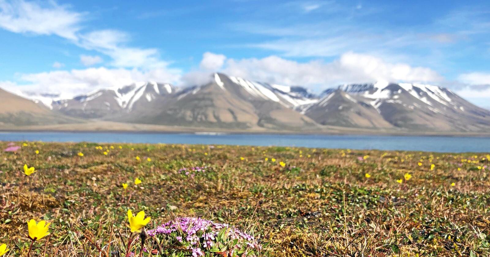 Foregangsland: Norge kan spille en viktig rolle gjennom å være et foregangsland for en kunnskapsbasert naturforvaltning, skriver Vigdis Vandvik. Foto: Vigdis Vandvik