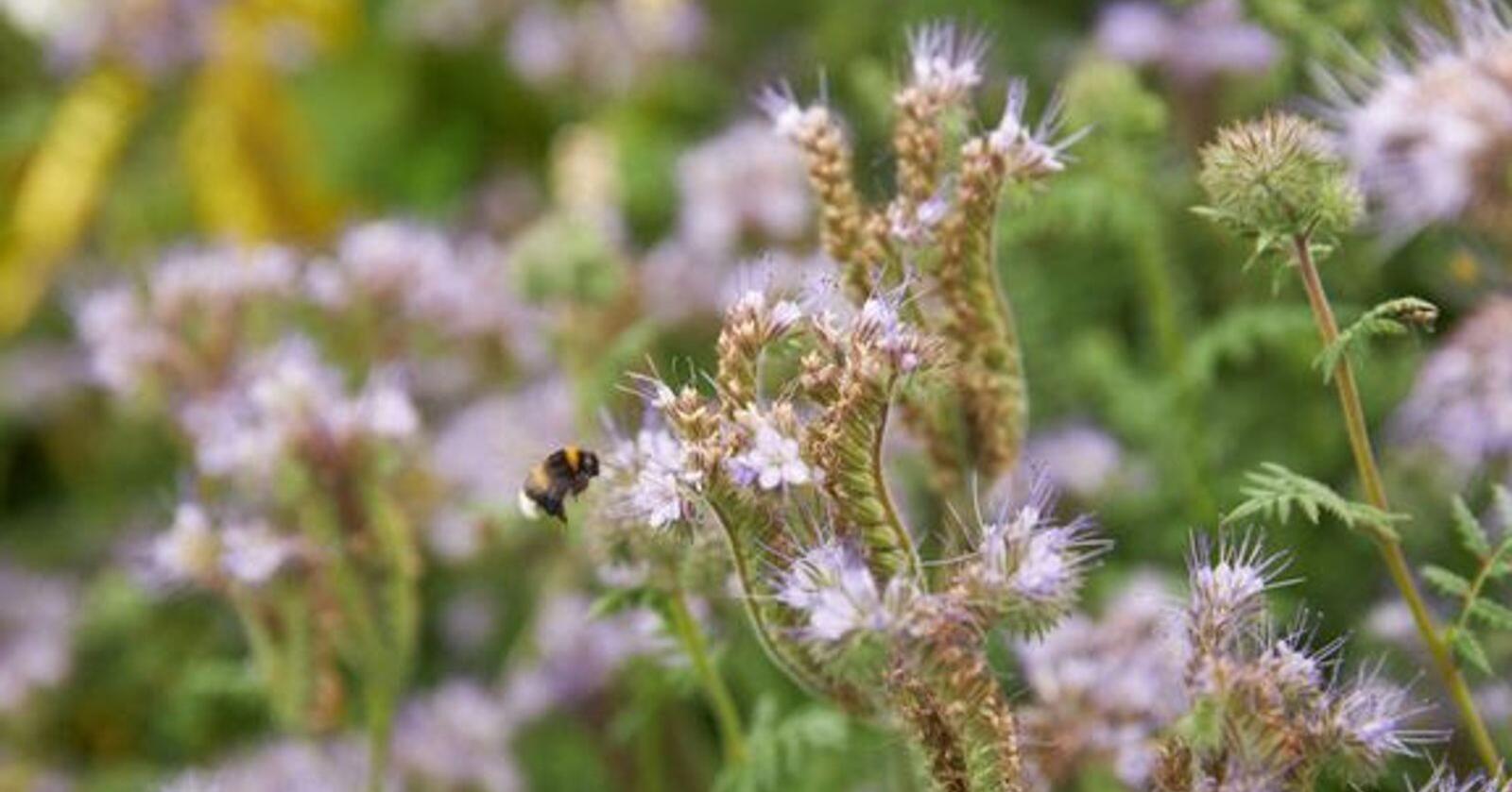 Pollinerende insekter er truet, og blir det for få av dem, kan det få store konsekvenser for økosystemet vårt. Foto: Felleskjøpet Agri