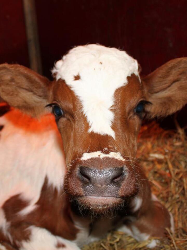 FRAMTIDA: Riktig fôring av kalven de første månedene er viktig for resten av livsløpet. Foto: Marit Glærum