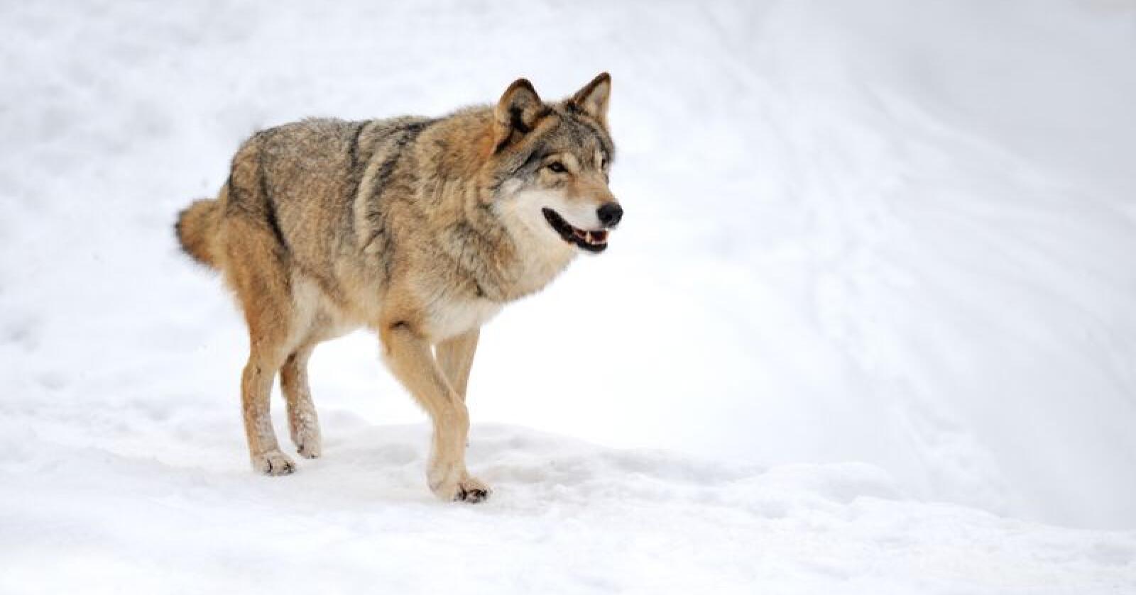 Statens naturoppsyn har funnet spor etter fire ulv etter jakten i Julussa- og Osdalsreviret. Tre av dyrene tilhører flokkene som skulle tas ut. Foto: Volodymyr Burdyak/Colourbox.