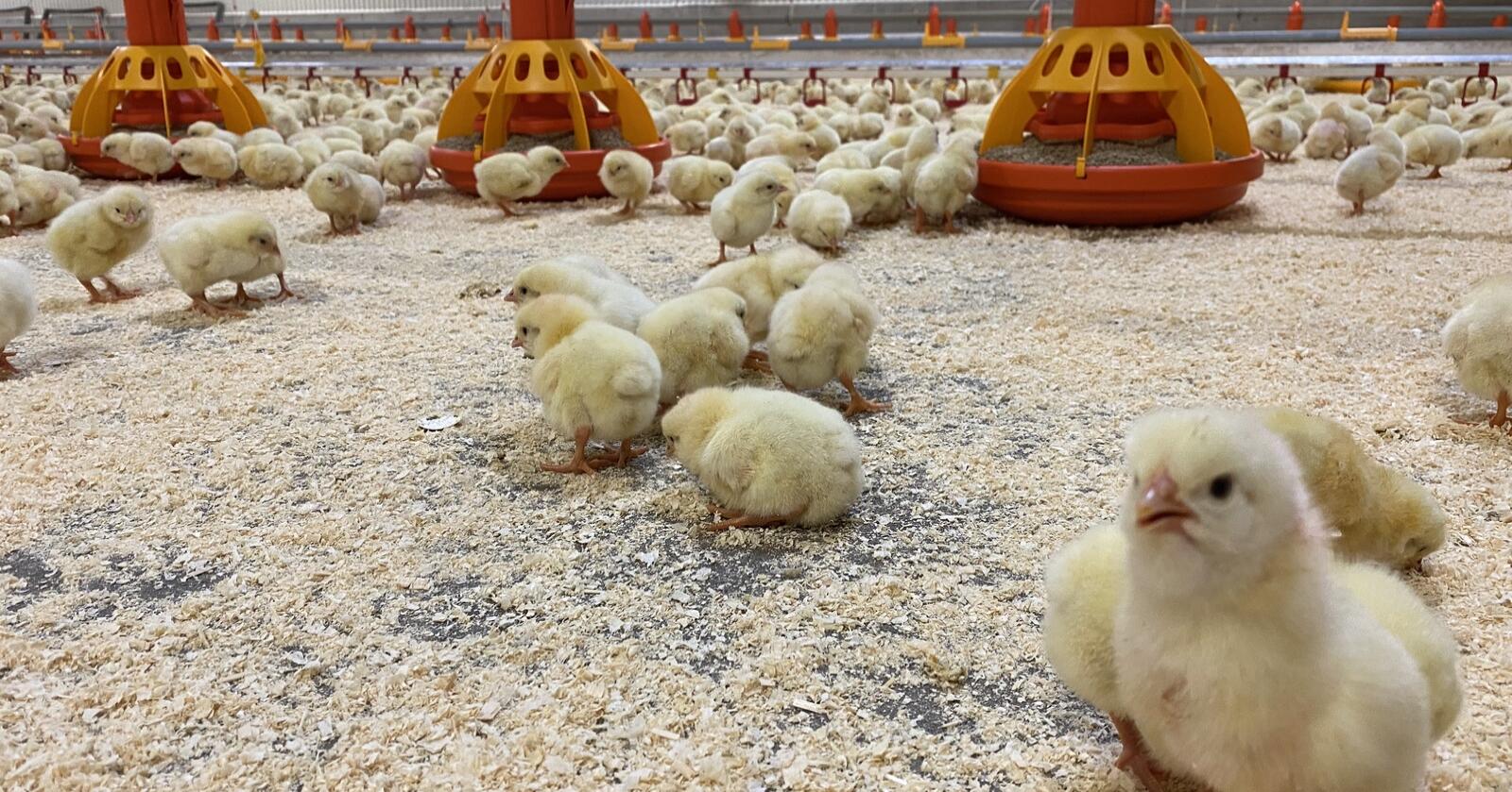 Norturas industrikunder må belage seg på vesentlig mindre leveranser av norsk kylling de kommende ukene. Illustrasjonsfoto: Camilla Mellemstrand